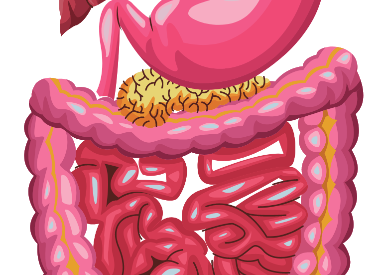 Храносмилане | Nutrition