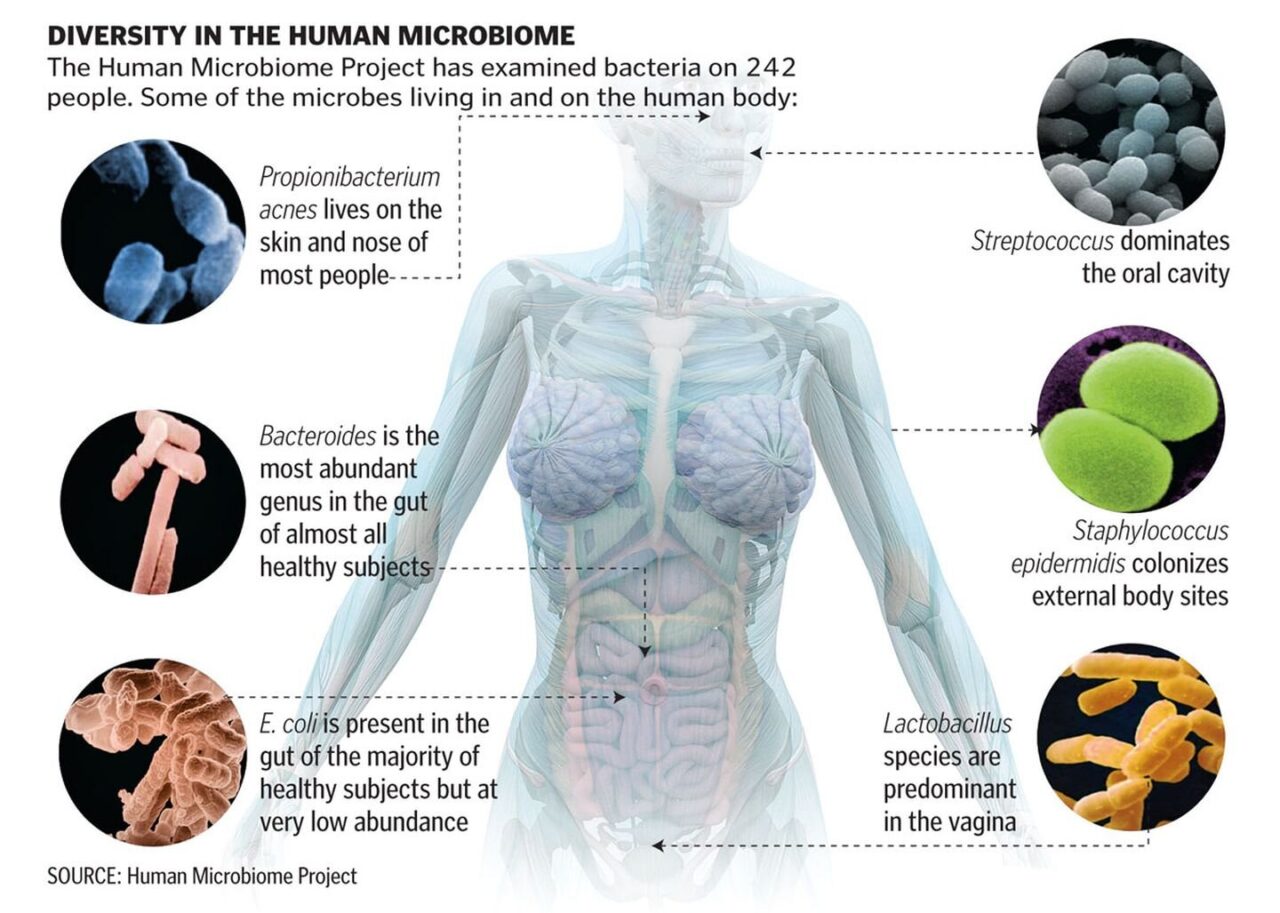 Видове пробиотици Nutrition